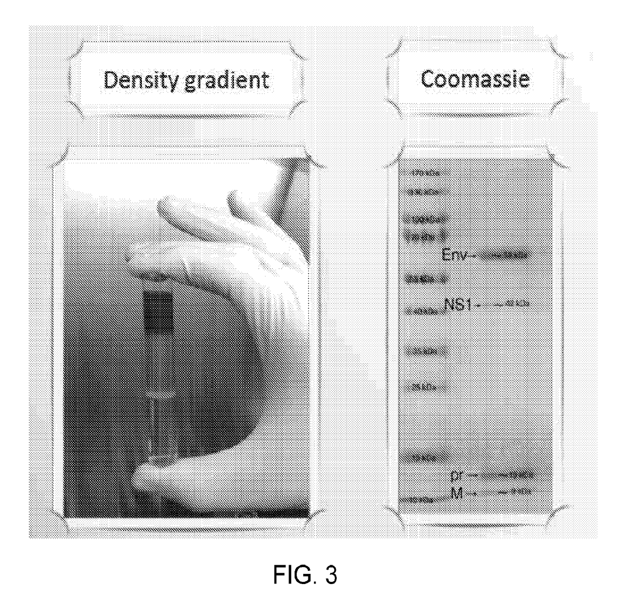 Methods of determining serotype specificity of an antibody