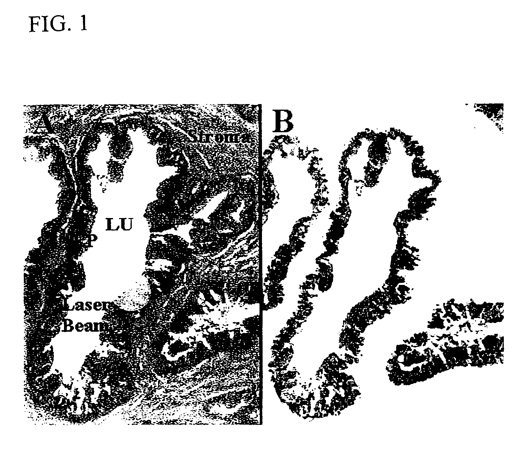 Methods for the isolation and analysis of cellular protein content