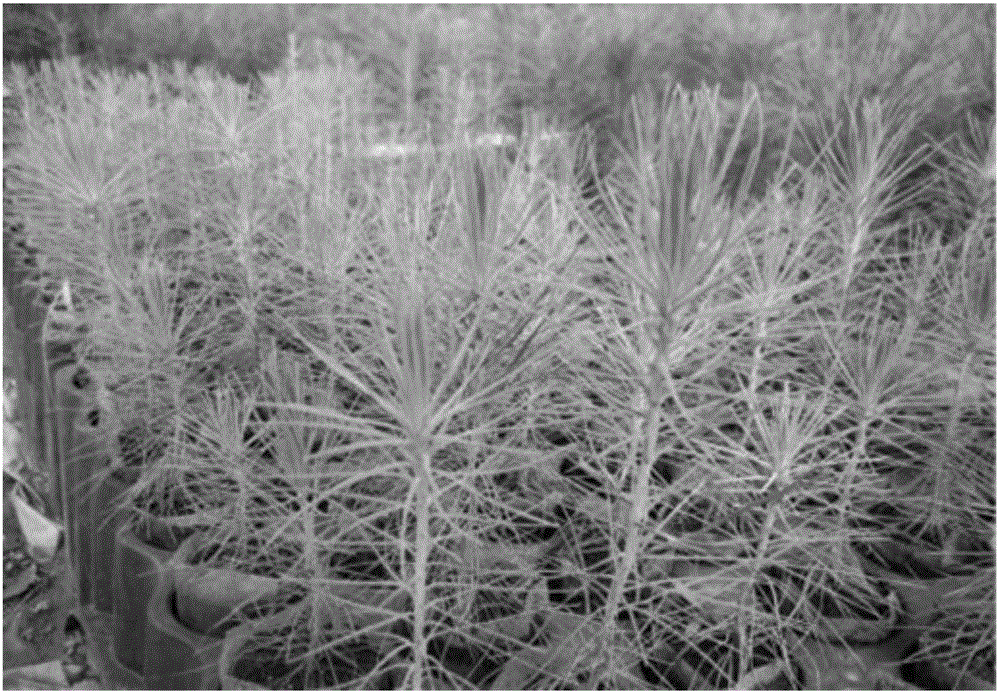 Seedling culture method for promoting pinus massoniana asexual nursery stock growth