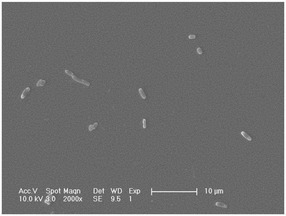 Antibacterial coating with ph response function, functional material with antibacterial coating and preparation method thereof