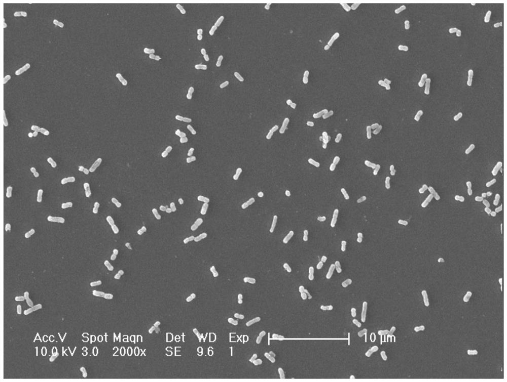 Antibacterial coating with ph response function, functional material with antibacterial coating and preparation method thereof