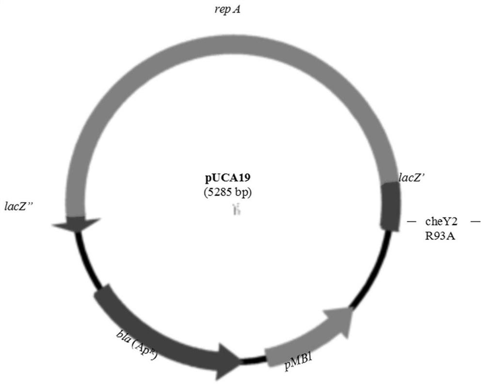 CheY2 mutant protein and application thereof