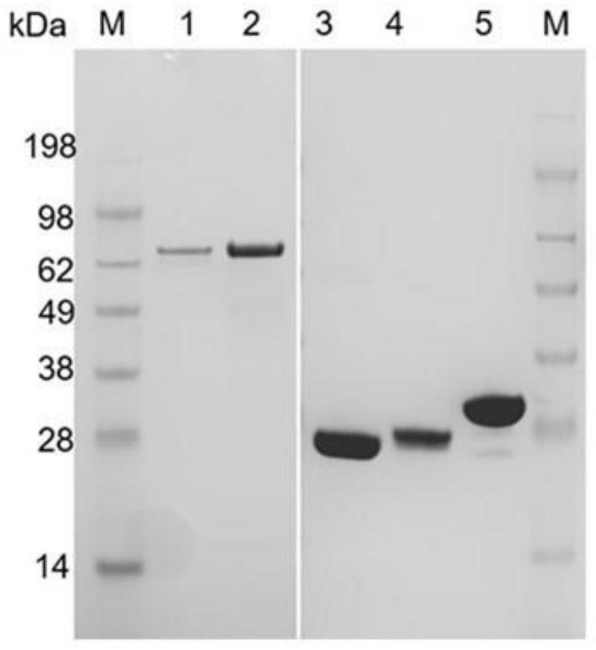 Method for synthesizing PAPS based on construction of bifunctional enzyme