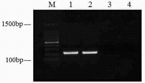 DPO primer sequences for salmonella detection by using DPO-PCR method, and detection kit thereof