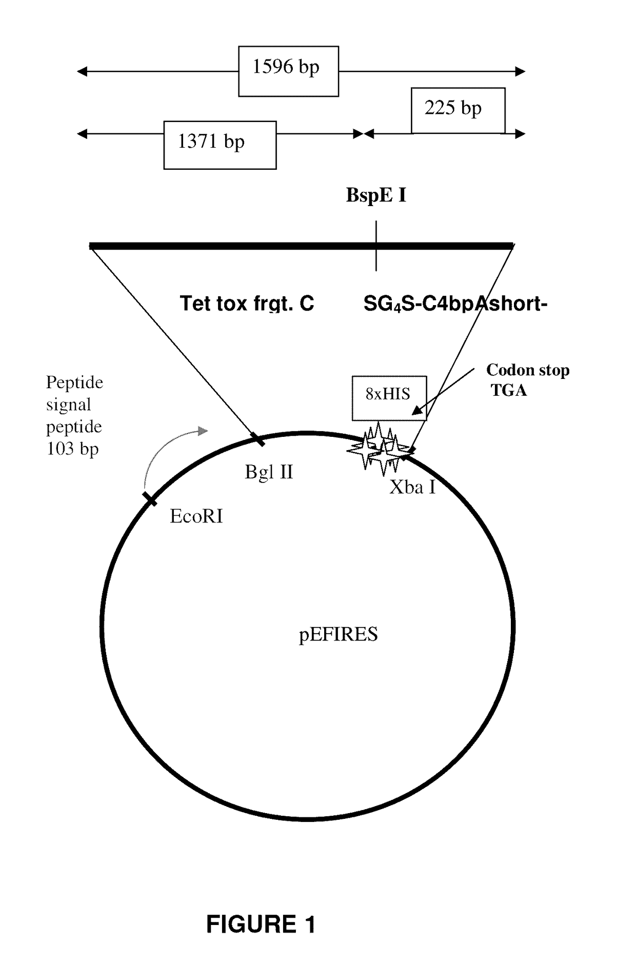 Protein constructs designed for targeting and lysis of cells