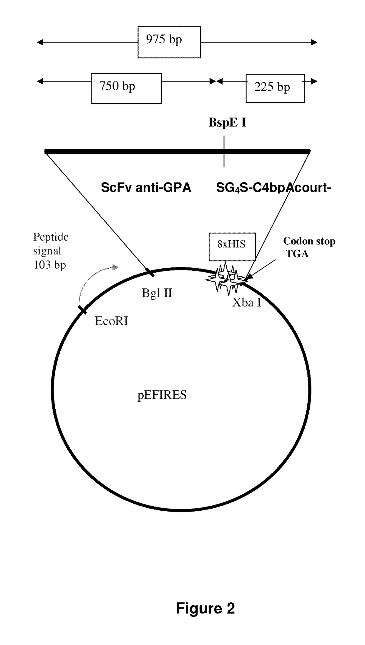 Protein constructs designed for targeting and lysis of cells