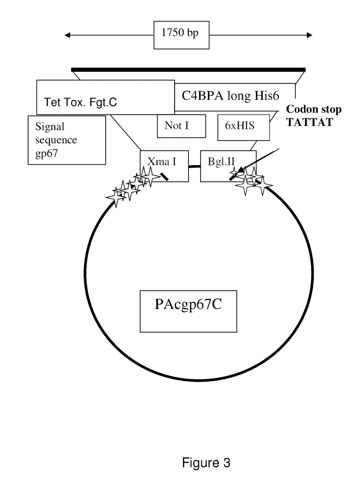 Protein constructs designed for targeting and lysis of cells