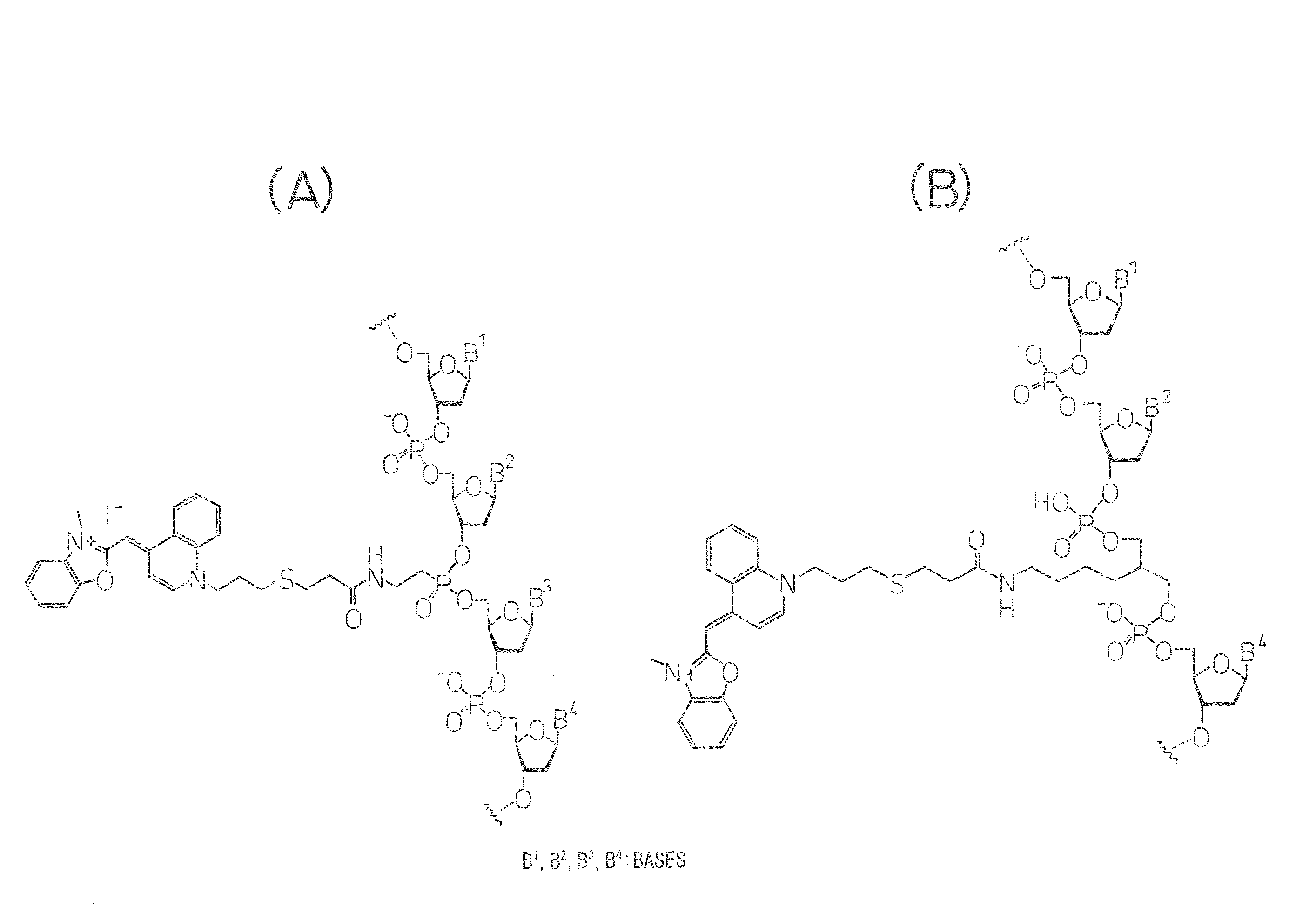 Method Of Measuring Heterogeneous Nuclear Ribonucleoprotein B1 (Hnrnp B1) Mrna