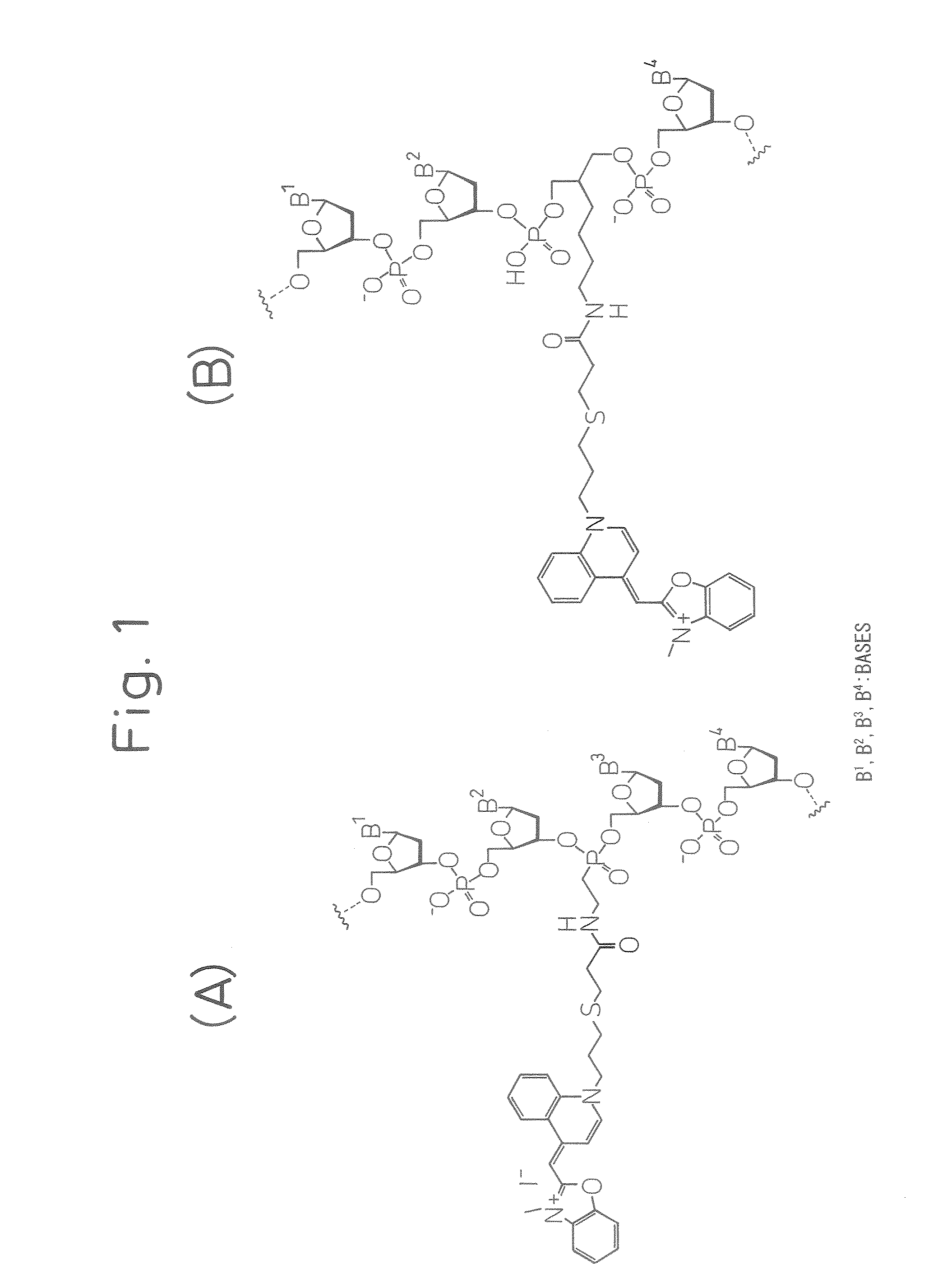 Method Of Measuring Heterogeneous Nuclear Ribonucleoprotein B1 (Hnrnp B1) Mrna