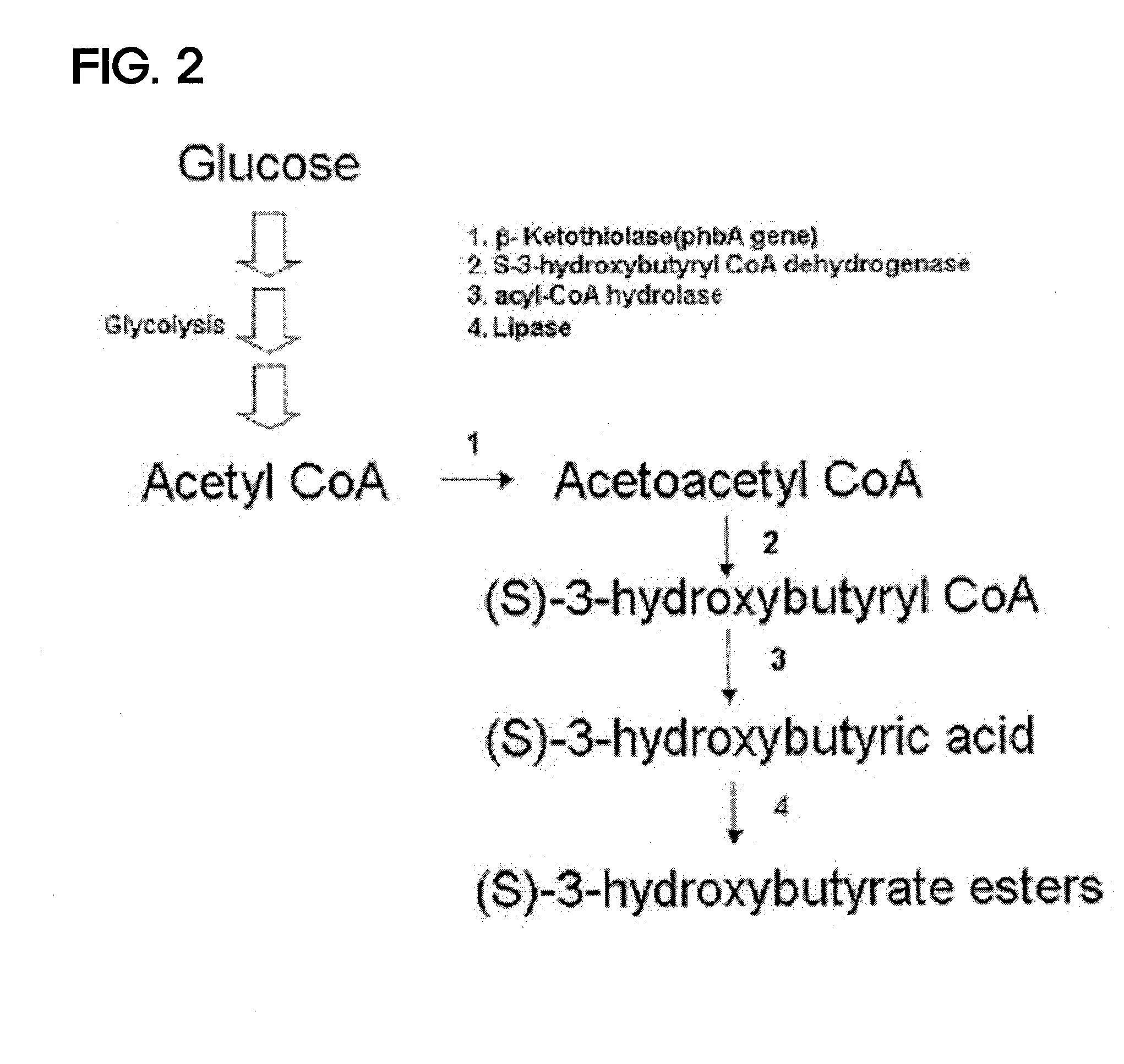 Preparing method for (s)-3hydroxybutyric acid and (s)-3 hydroxybutyrate ester using recombinant microorganism