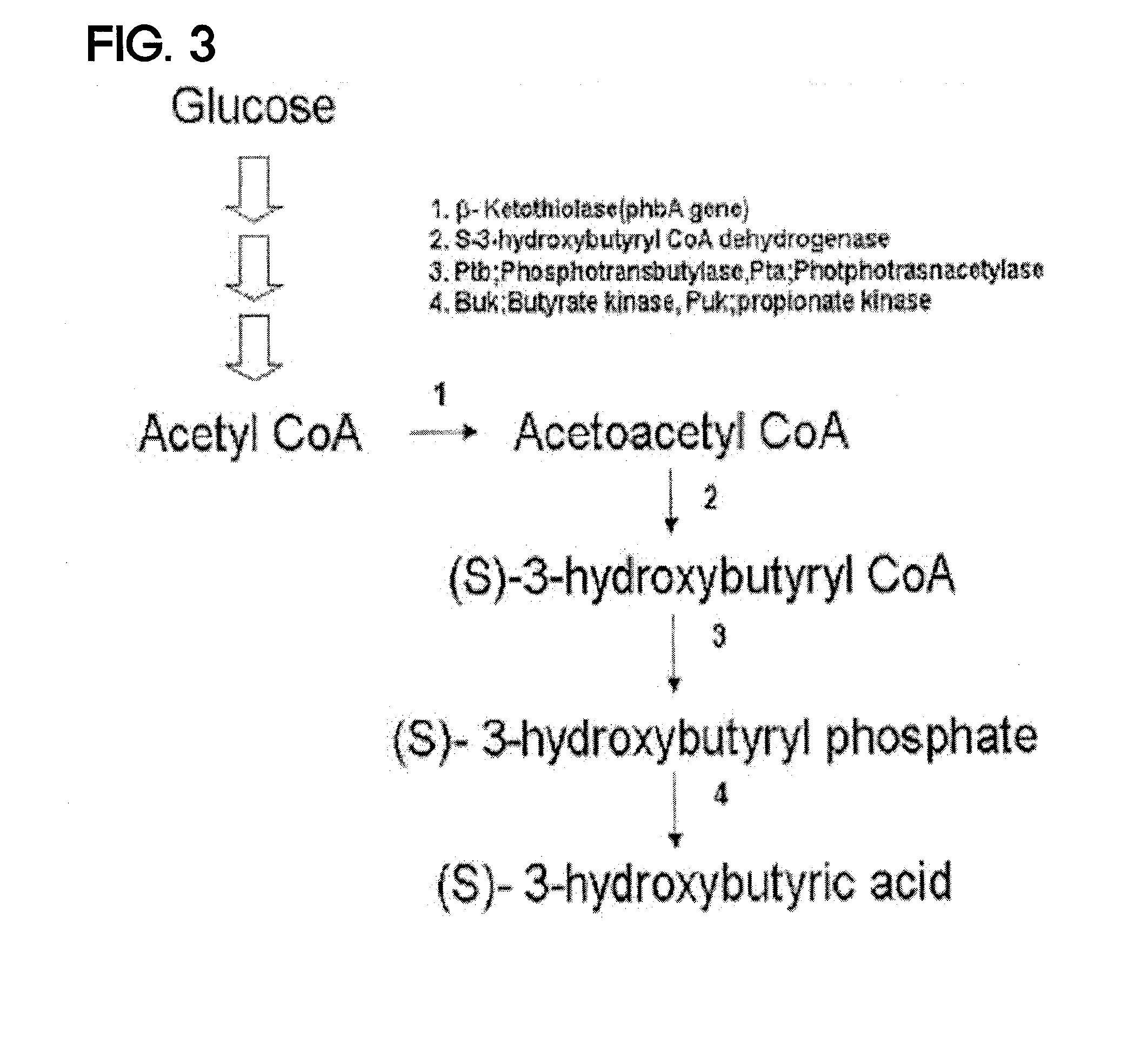 Preparing method for (s)-3hydroxybutyric acid and (s)-3 hydroxybutyrate ester using recombinant microorganism