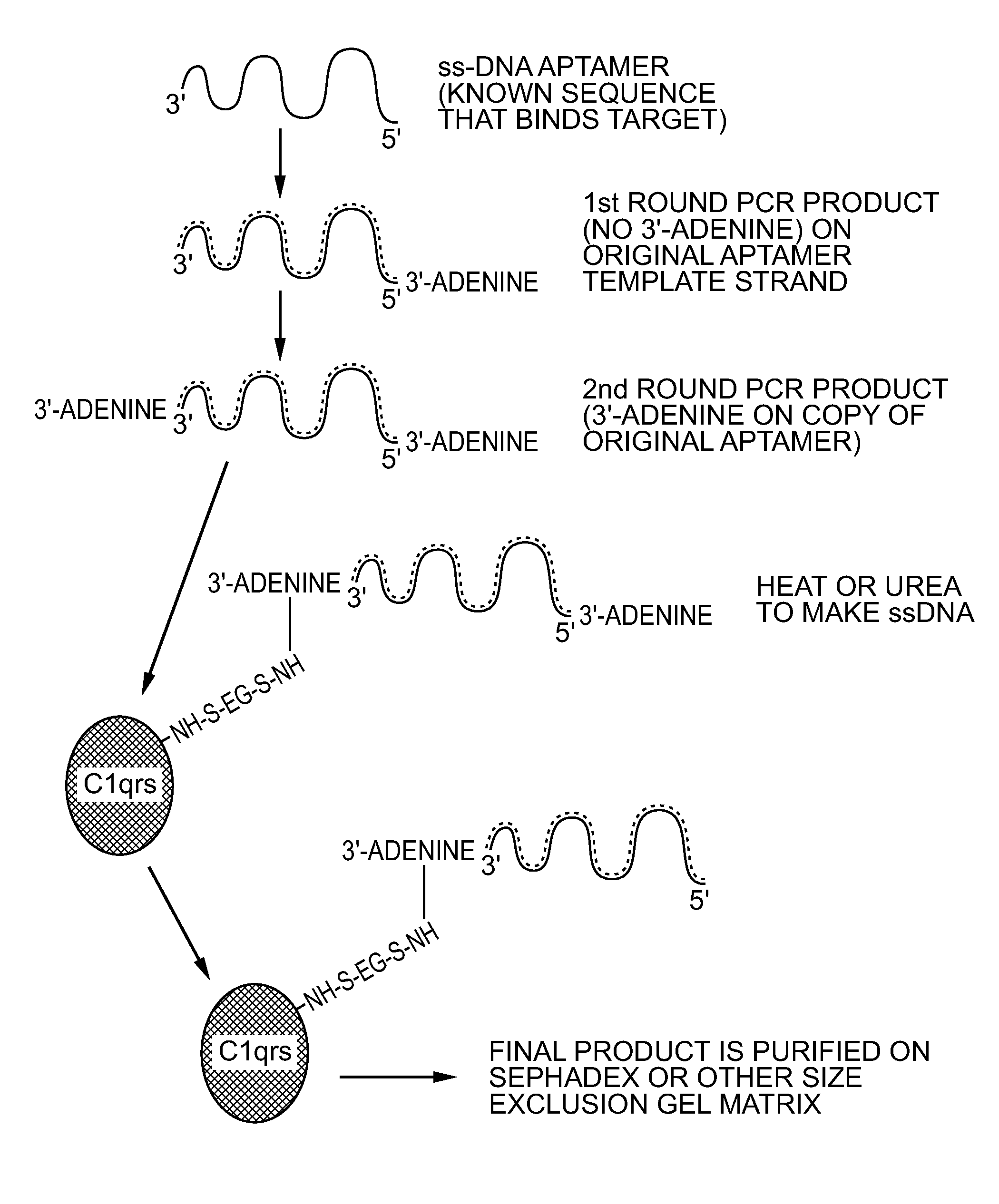 Therapeutic nucleic acid-3'-conjugates