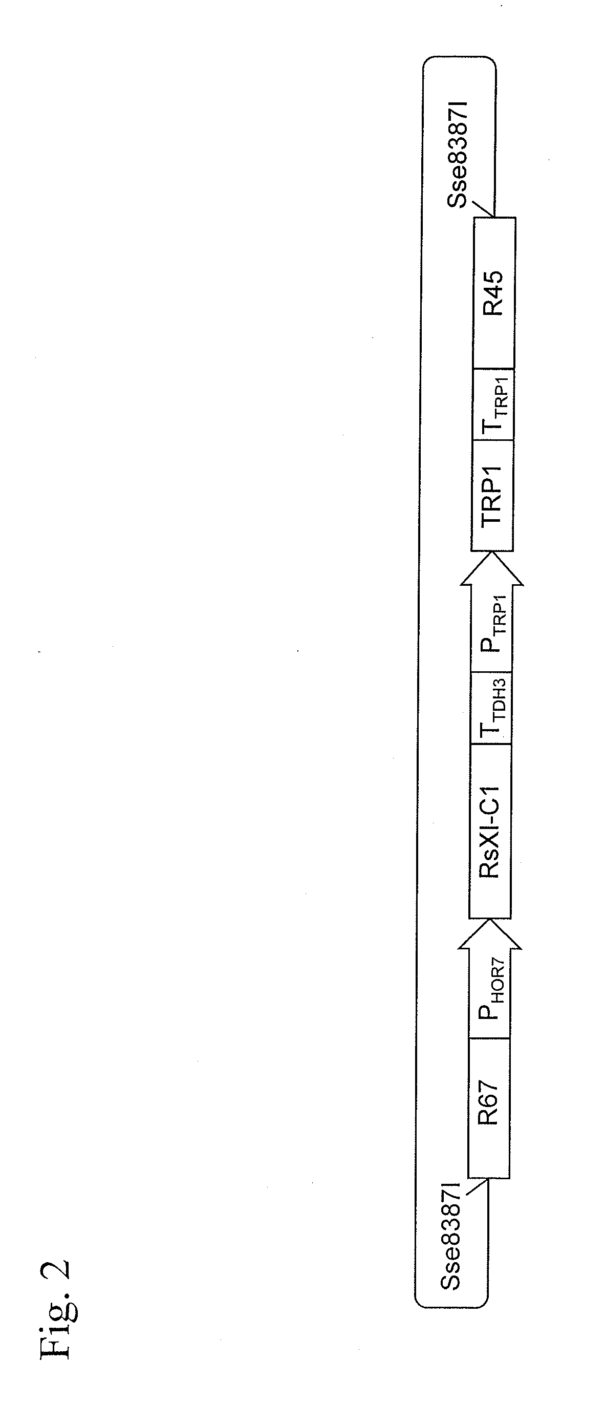 Method for producing ethanol using recombinant yeast