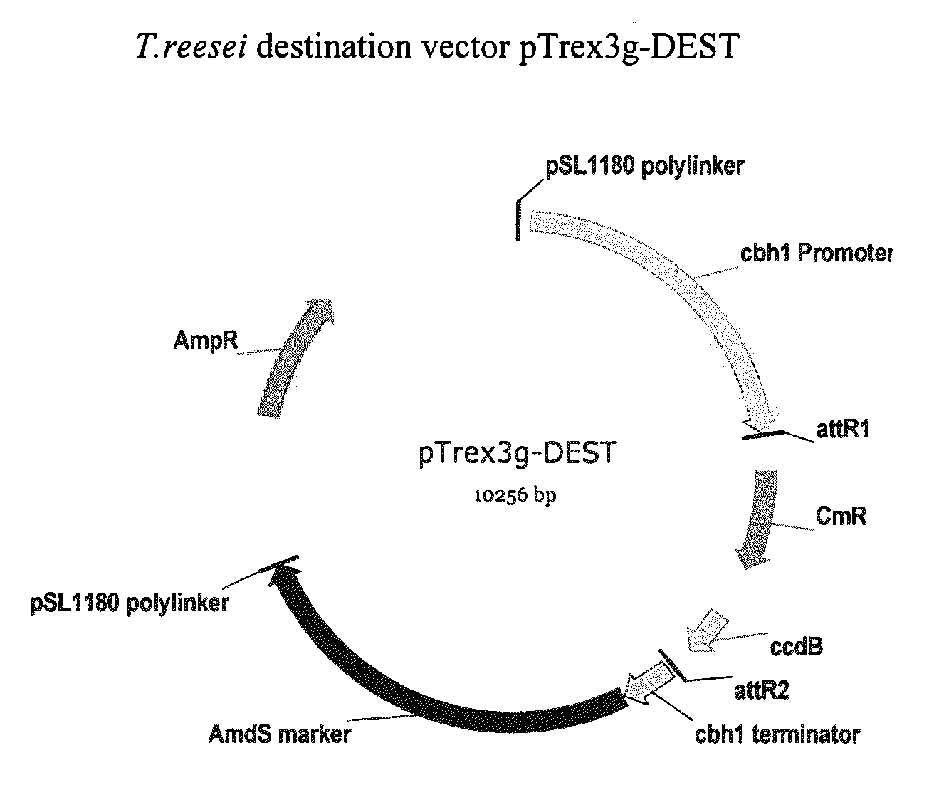 Enzyme With Microbial Lysis Activity From Trichoderma Reesei