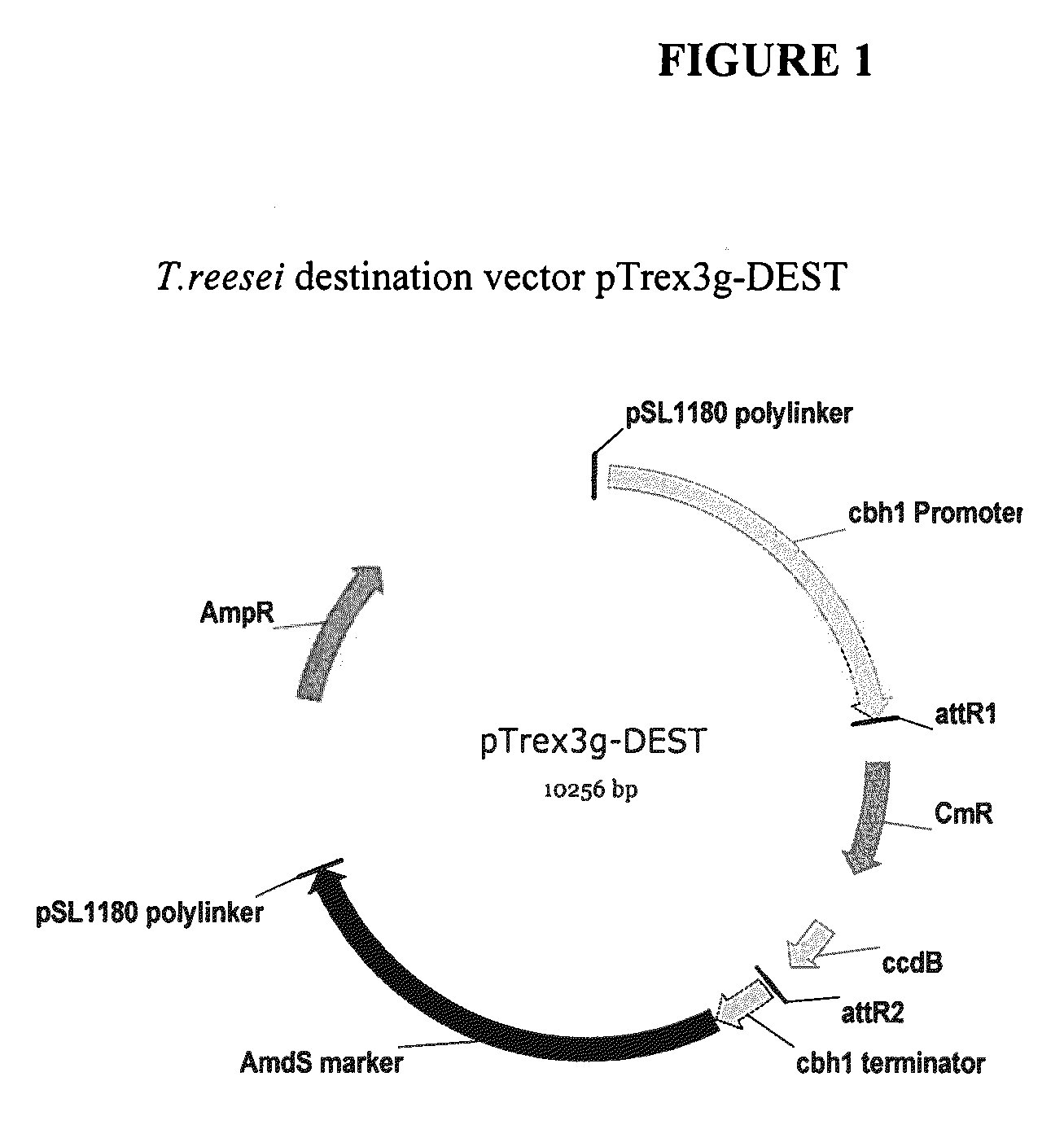 Enzyme With Microbial Lysis Activity From Trichoderma Reesei