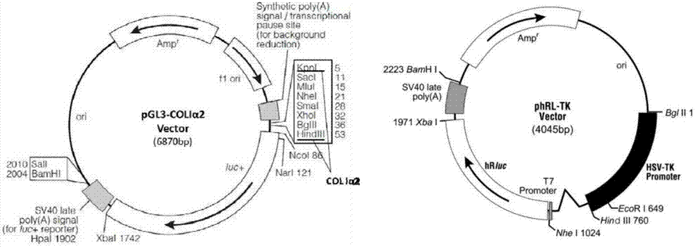 Ultra-short peptide Purin-WH for boosting skin repairing as well as preparation method and application thereof