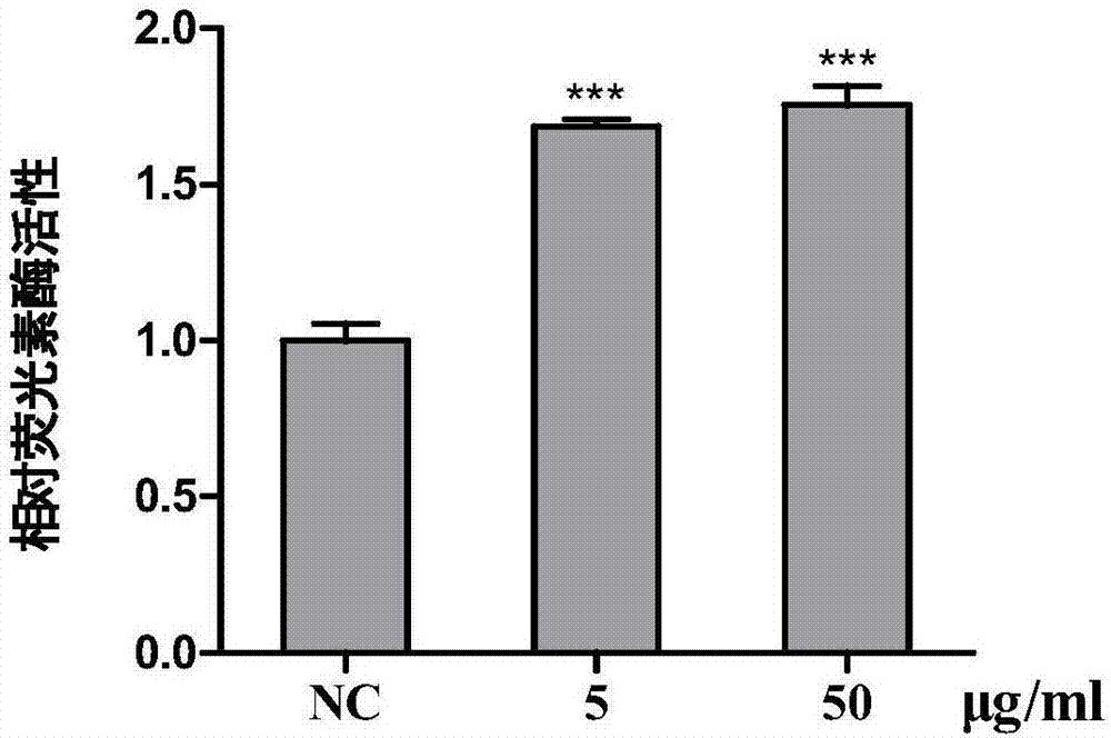 Ultra-short peptide Purin-WH for boosting skin repairing as well as preparation method and application thereof