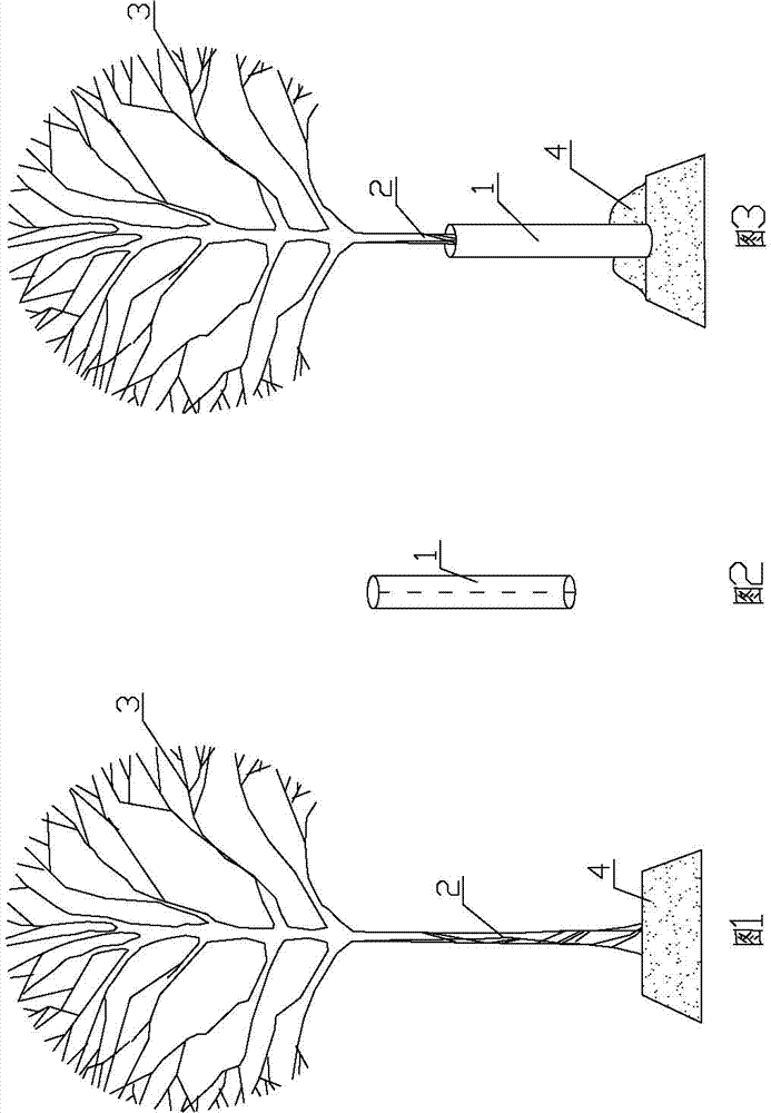 Method for protecting trunks of poplar saplings