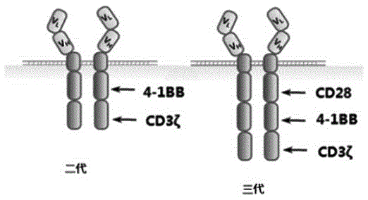 T cell antigen receptor gene and application thereof