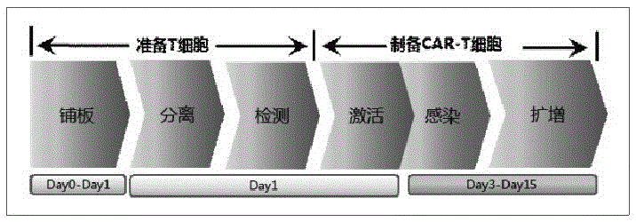 T cell antigen receptor gene and application thereof