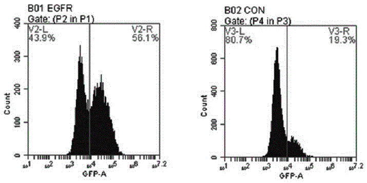 T cell antigen receptor gene and application thereof