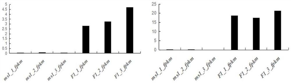 Soybean nuclear male sterility InDel marker and application thereof