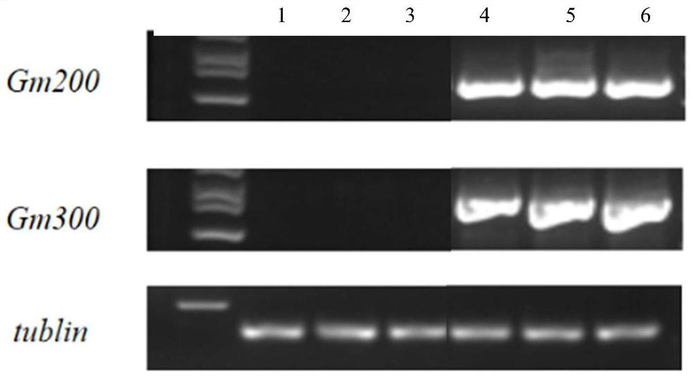 Soybean nuclear male sterility InDel marker and application thereof