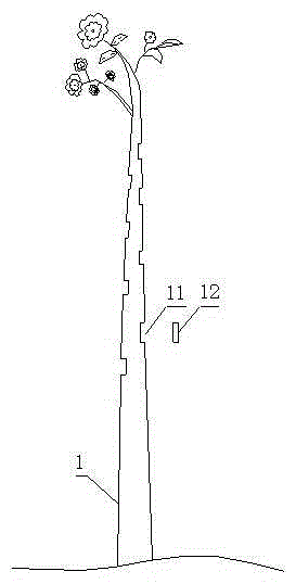 Multi-line crossing multi-fruit variety scenery tree and grafting method thereof