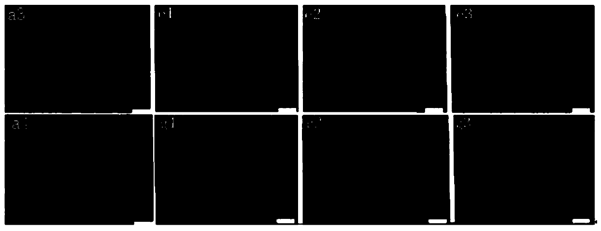 Application of tubeufia rubra in preparation of drugs for reversing tumor multidrug resistance to sensitivity