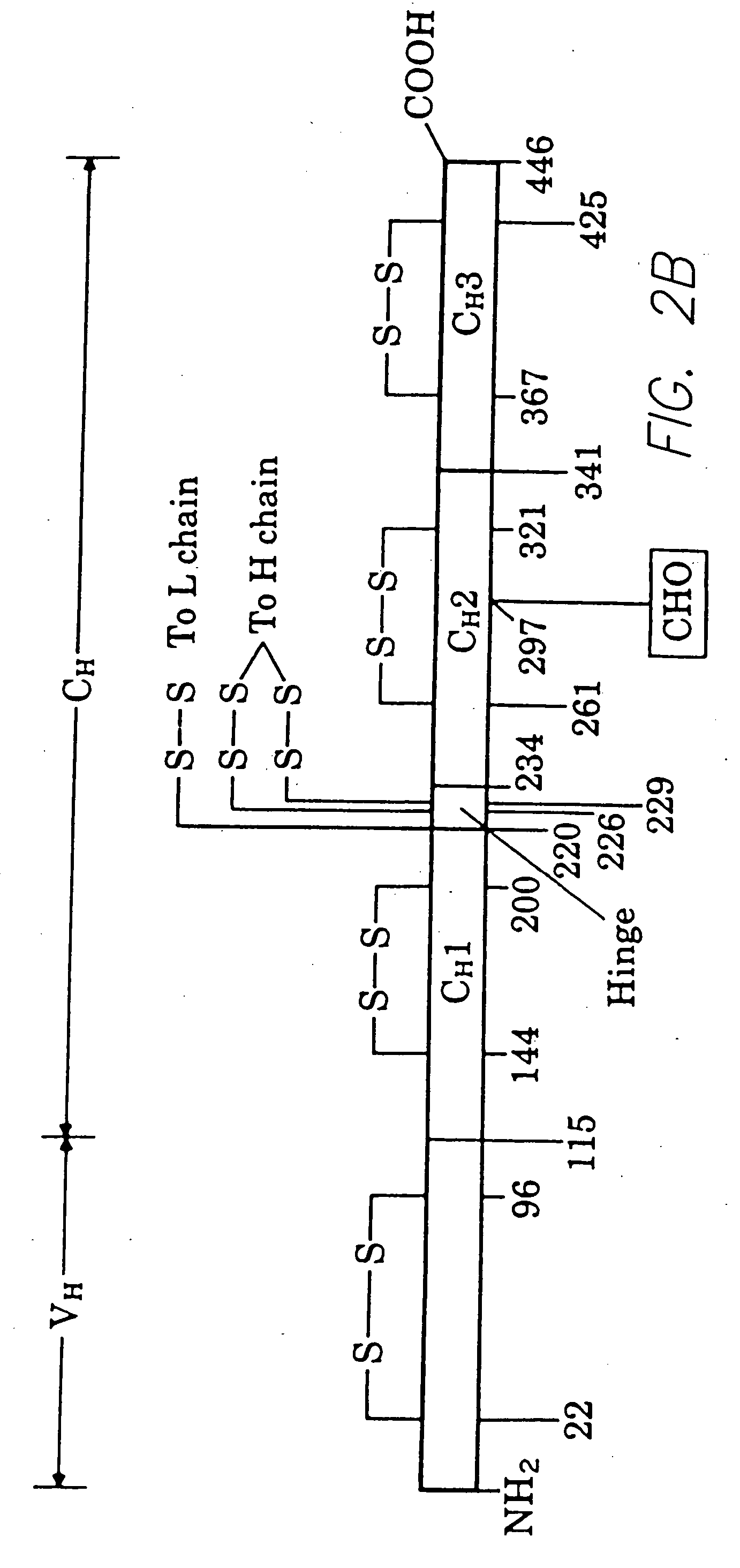 Method for tapping the immunological repertoire