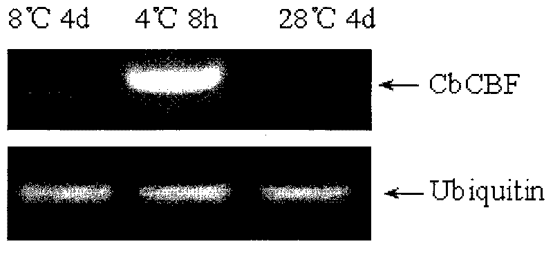 Promoter of shepherd spurse CBF path key gene CbCBF and applications thereof