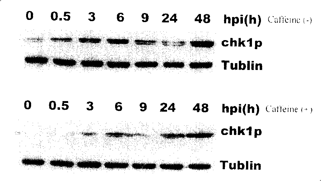 Usage of caffeine and its analogue in resistance of hepatitis B replication and use thereof in preparation of medicament for treating viral hepatitis