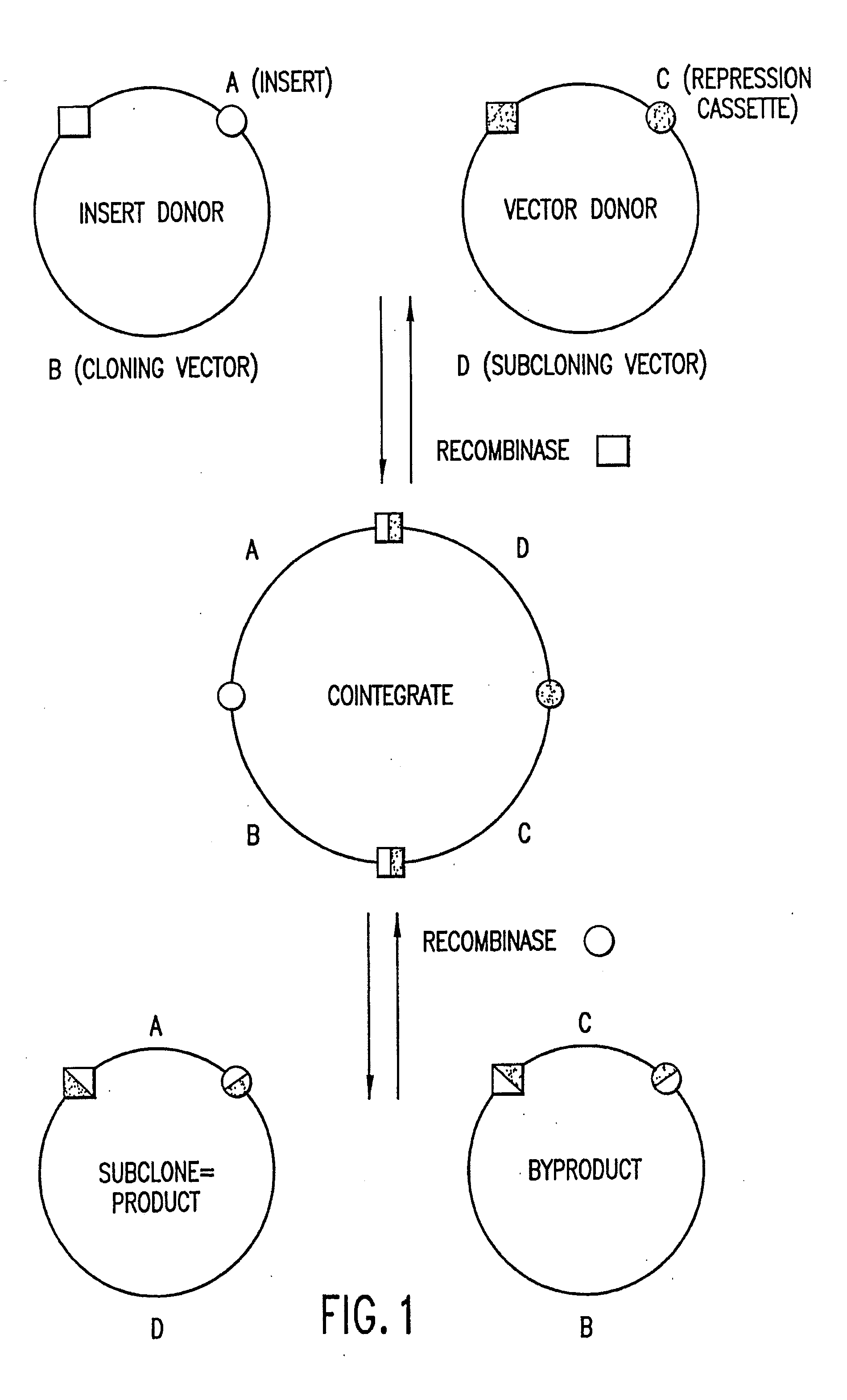 Methods and compositions for synthesis of nucleic acid molecules using multiple recognition sites