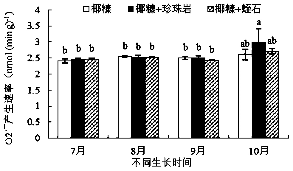 Method for soilless cultivation of blackberries or blueberries under open field condition