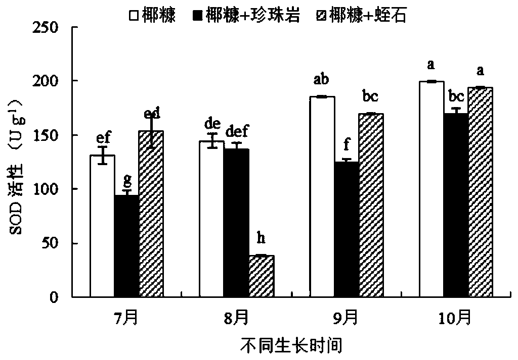 Method for soilless cultivation of blackberries or blueberries under open field condition