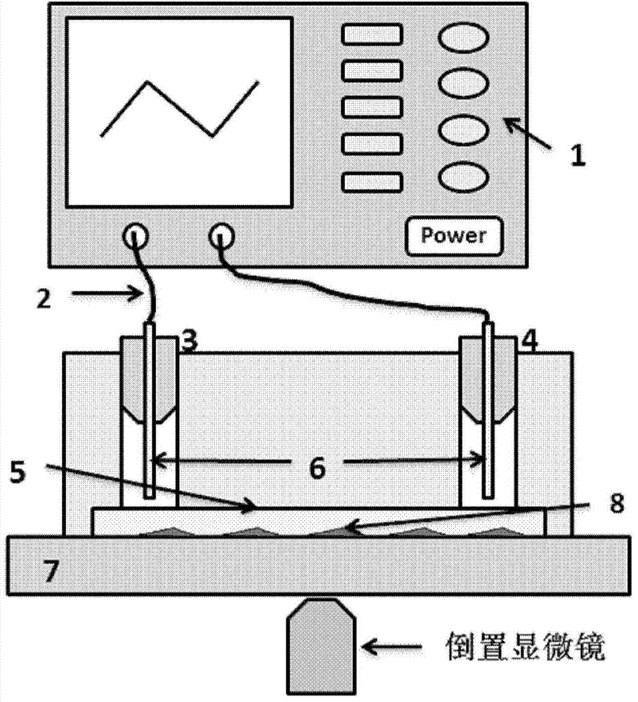 Osteoblast electrical stimulation system based on microfluidic technology and operation method thereof