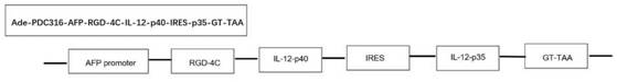 IL12 bicistronic virus construct for treating liver cancer and application and construction method of IL12 bicistronic virus construct