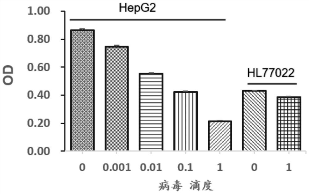 IL12 bicistronic virus construct for treating liver cancer and application and construction method of IL12 bicistronic virus construct