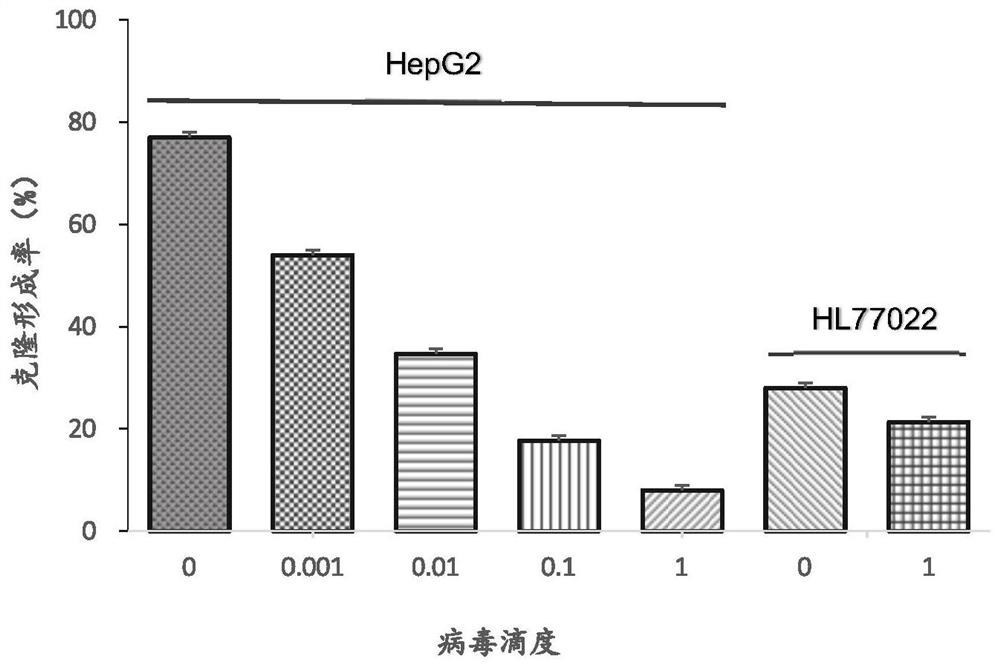 IL12 bicistronic virus construct for treating liver cancer and application and construction method of IL12 bicistronic virus construct