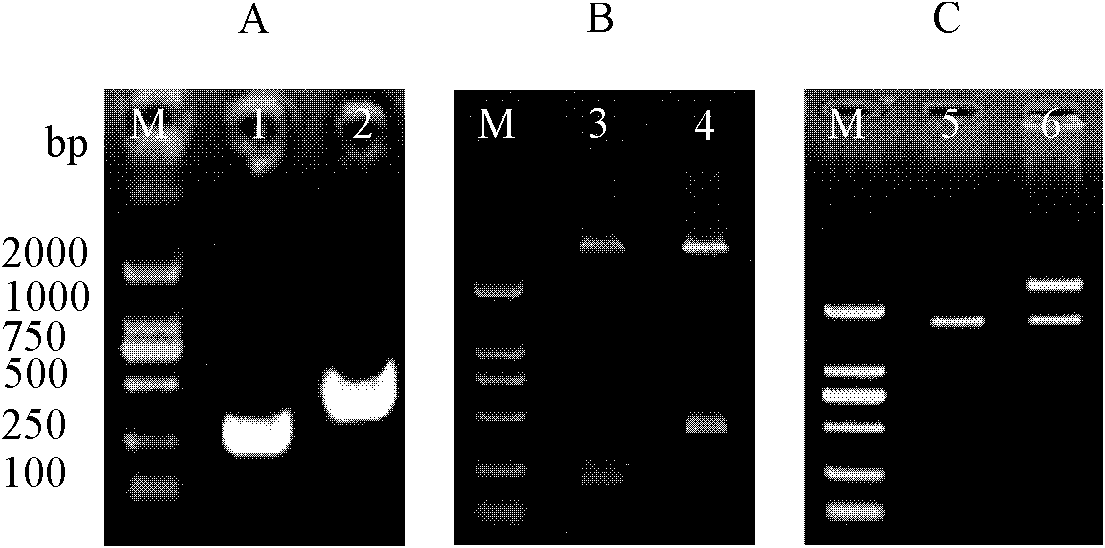 Lactobacillus plantarum display linoleic acid isomerase, and preparation method and application thereof