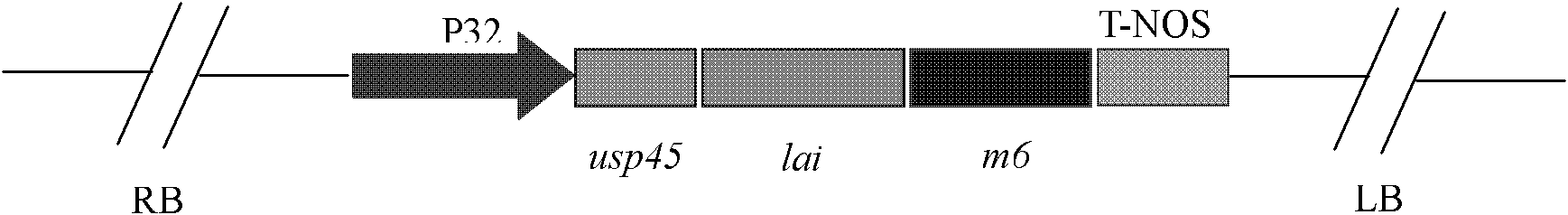 Lactobacillus plantarum display linoleic acid isomerase, and preparation method and application thereof