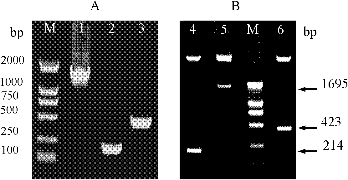 Lactobacillus plantarum display linoleic acid isomerase, and preparation method and application thereof