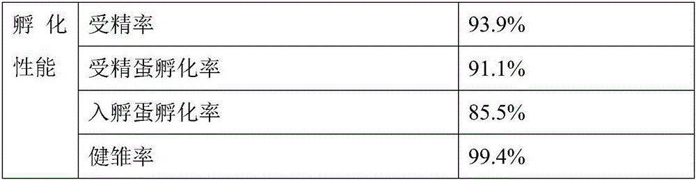 Breeding method for black-feather laying hen commercial line male parent and breed forming mode of commercial line