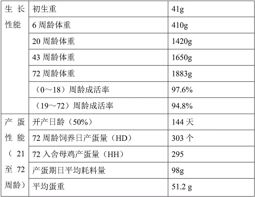 Breeding method for black-feather laying hen commercial line male parent and breed forming mode of commercial line