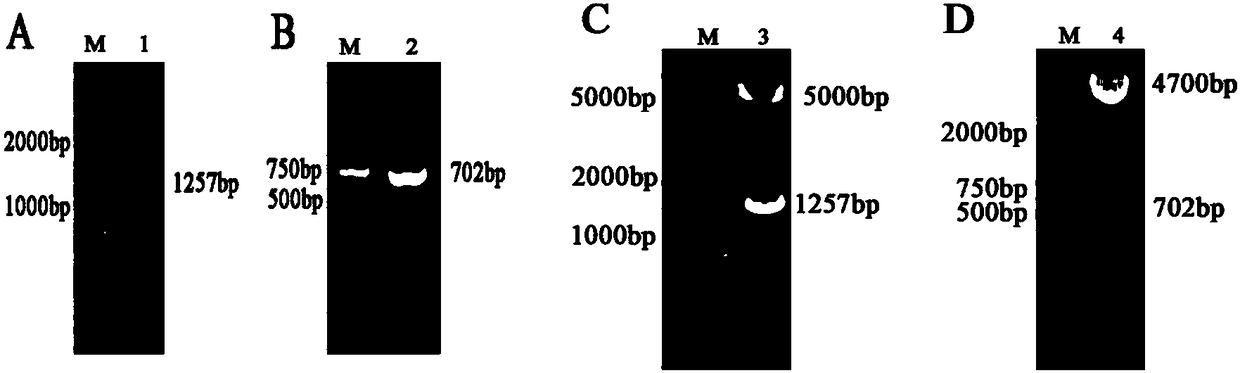 PMKRN1 (porcine Makorin ring finger protein 1) gene-knockout porcine somatic cell, method for preparing same and application of pMKRN1 gene-knockout porcine somatic cell