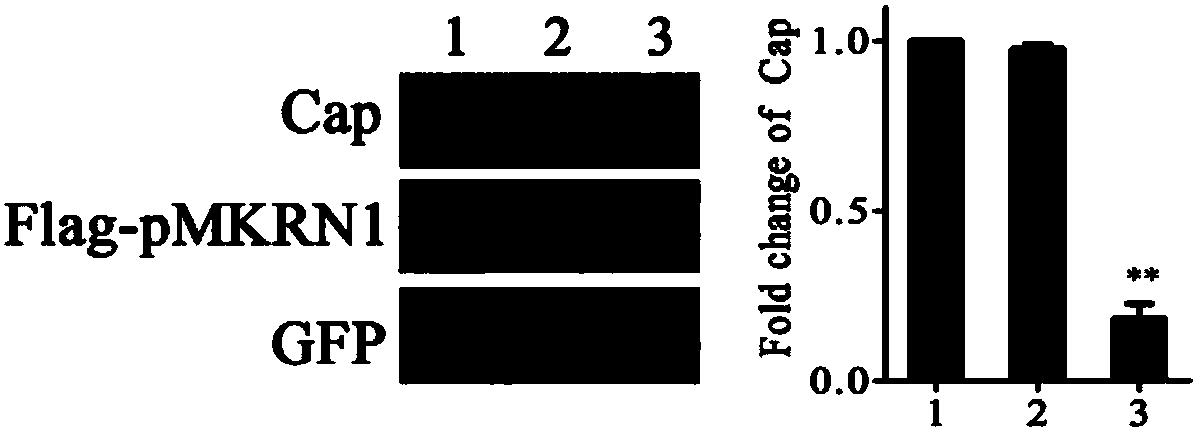 PMKRN1 (porcine Makorin ring finger protein 1) gene-knockout porcine somatic cell, method for preparing same and application of pMKRN1 gene-knockout porcine somatic cell