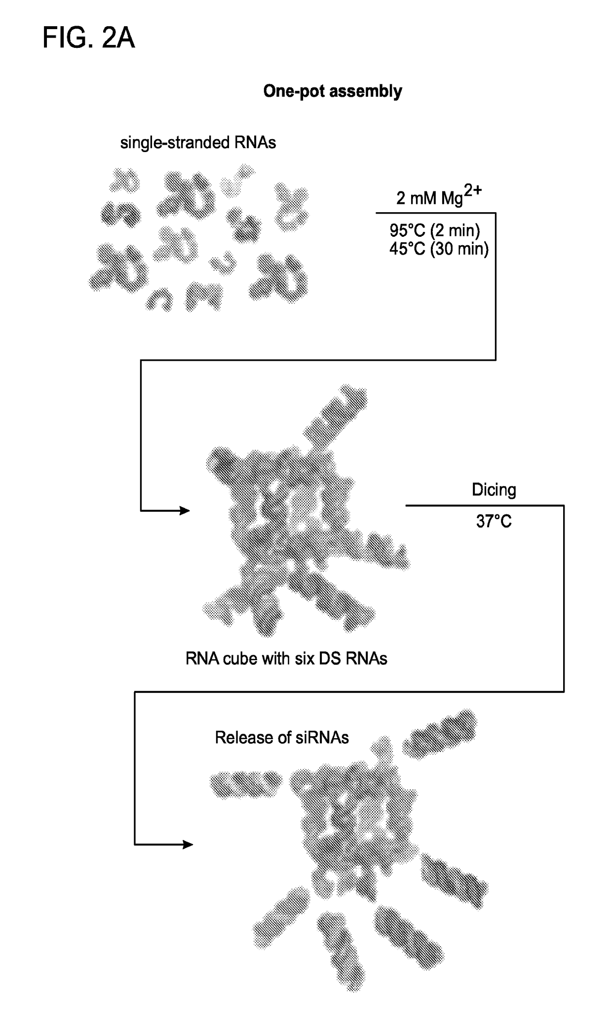 Triggering RNA interference with RNA-dna and dna-RNA nanoparticles