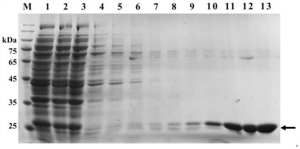 Application of an insect detoxifying enzyme protein in degrading organophosphorus pesticides