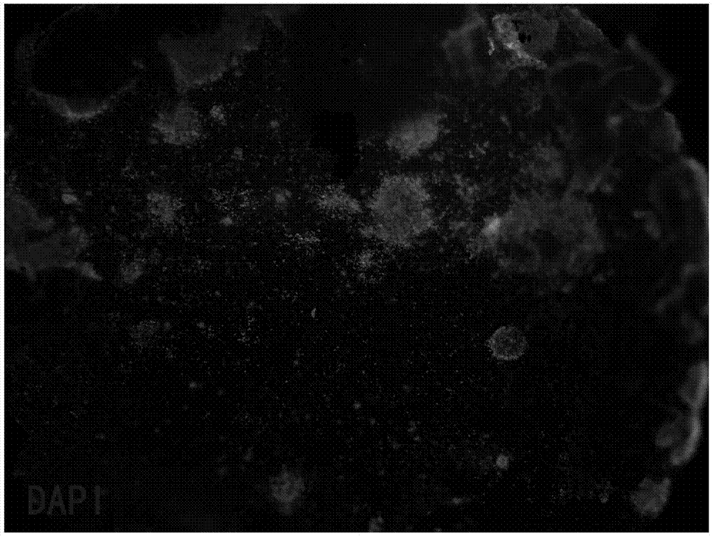 Tissue scaffold based sodium ion channel detection method of three dimensional optic cup originated neuron-like cells