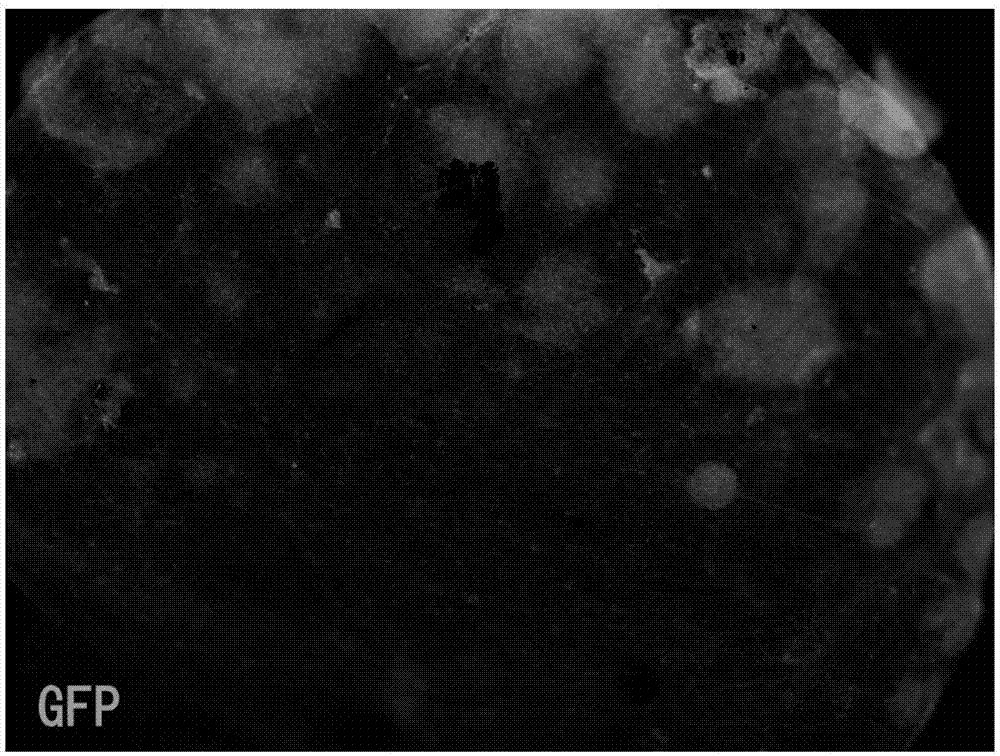 Tissue scaffold based sodium ion channel detection method of three dimensional optic cup originated neuron-like cells